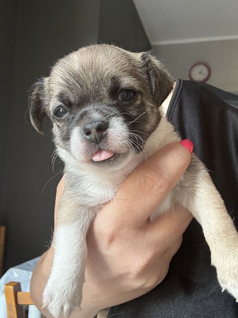 Chihuahua