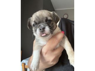 Chihuahua