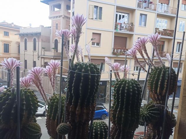 Cactus Equinopsis multifiori continui profumati !