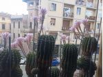 Cactus Equinopsis multifiori continui profumati !