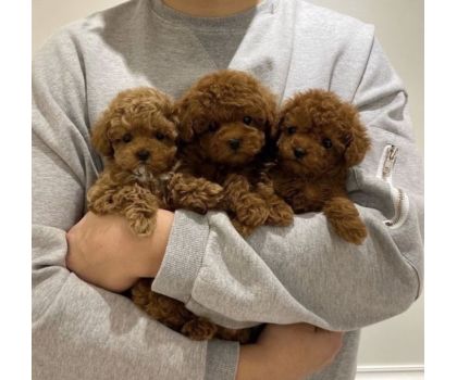 I cuccioli di Giulia