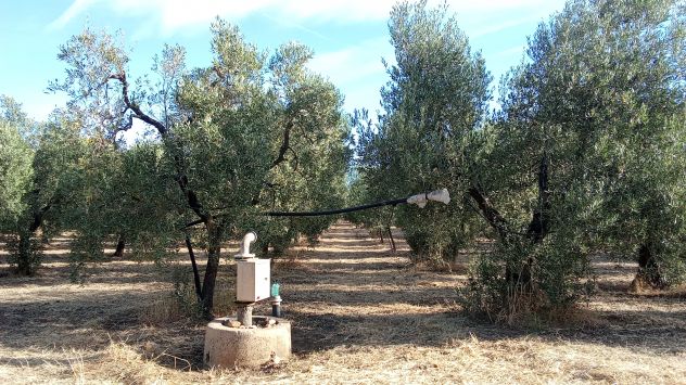 Ottimo oliveto a 5 km da Cerignola - Foto 9