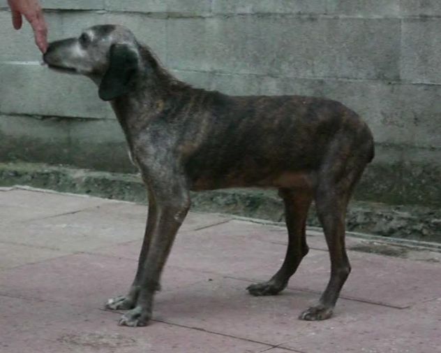 SILVER, adozione del cuore - Foto 5