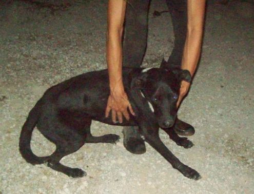 FRIDA, tenera e coccolona - Foto 5
