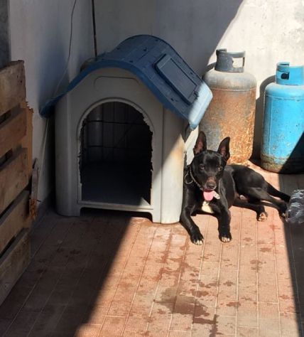 Milo DOPO 5ANNI IN BALCONE SENZA USCIRE.. SALVATO!URGE ADOZIONE!BENEVENTO - Foto 3
