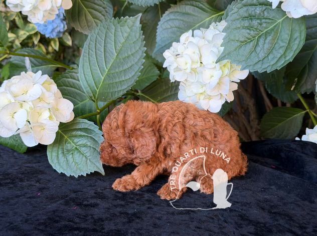 Barboncino Toy – Cuccioli Selezionati - Foto 2