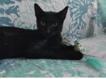 FUMETTA, micia nera magnifica