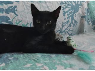 FUMETTA, micia nera magnifica