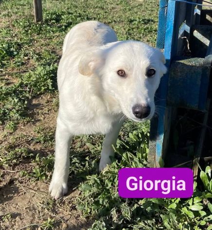 GIGIA E GIORGIA DOLCI E AFFETTUOSE CAGNOLINE IN ADOZIONE