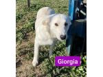GIGIA E GIORGIA DOLCI E AFFETTUOSE CAGNOLINE IN ADOZIONE