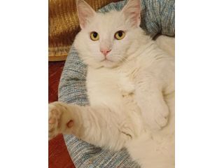 Micio Dudu 2anni bianco ADOZIONE DEL CUORE! ROMA