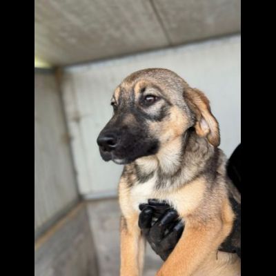 CUCCIOLI IN ADOZIONE: WILLY GIOIOSO LUPETTO TG MEDIA - Foto 3