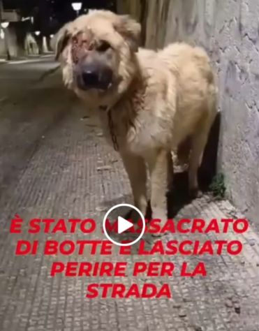 Mix Pastore dei Carpazi 2anni ha xso 1occhio! VOGHERA(PV) - Foto 3