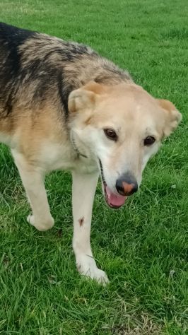 CALLAS DELIZIOSA CAGNOLINA IN ADOZIONE - Foto 7