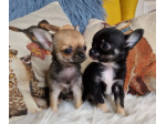 Eccezionali dolcissimi Chihuahua Toy cuccioli
