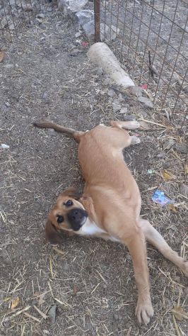 Ofelia cucciola - Foto 4