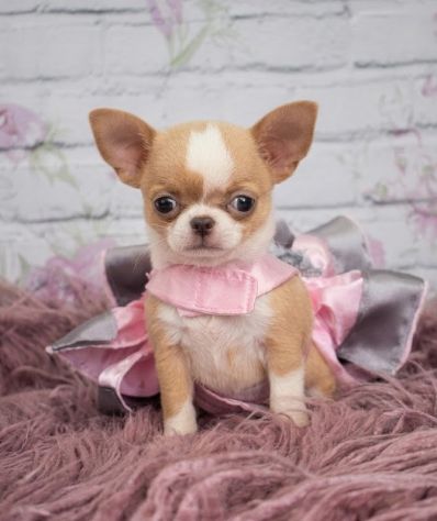 Chihuahua toy cuccioli - allevamento selezionato