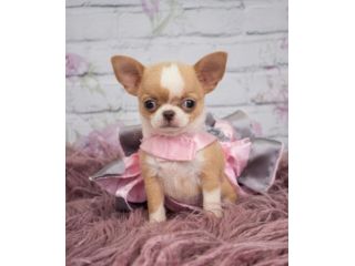 Chihuahua toy cuccioli - allevamento selezionato