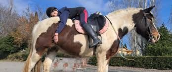 Passeggiate a cavallo PENSIONE PER CAVALLI - Foto 2