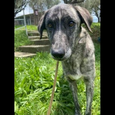 Bellissima Tea cagnolina in adozione - Foto 2
