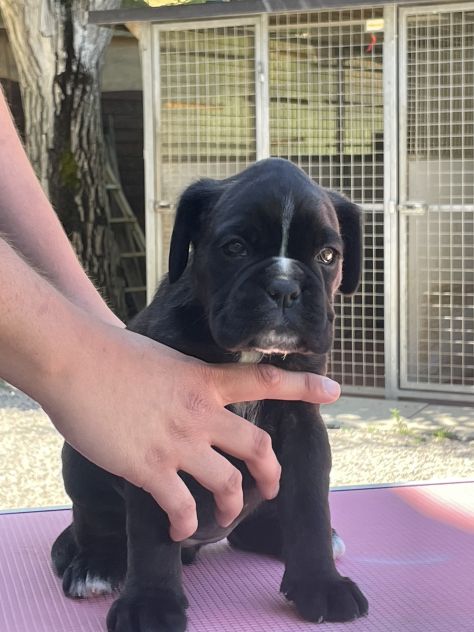 Cuccioli Boxer - Foto 6
