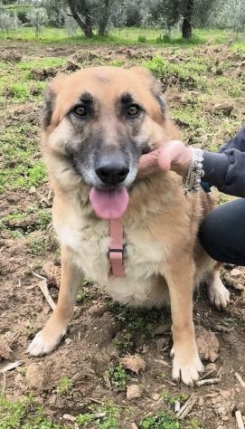 SALLY dolce pastorina è da tanto che attende una famiglia... apri il suo box - Foto 4