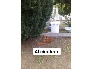 HACKITO CAGNOLINO IN ADOZIONE