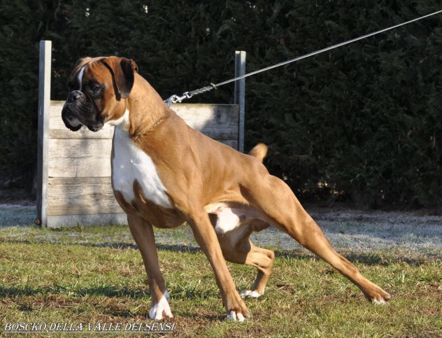BOXER CUCCIOLI DISPONIBILI - Foto 3