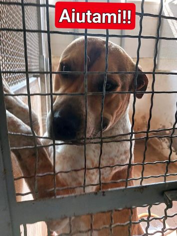 CASPER ALLERGRO E SOCIEVOLE; CANE IN ADOZIONE - Foto 9