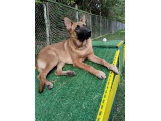 BOSS SIMIL MALINOIS