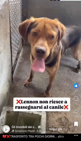 LENNON UNA DOLCEZZA DA SALVARE CANE IN ADOZIONE - Foto 3