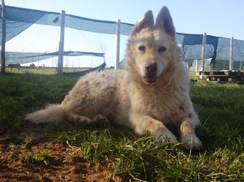 MARLENE, mix pastore svizzero - Foto 4