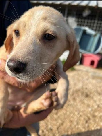 SALLY COCCOLINA AMOROSA, CUCCIOLA IN ADOZIONE - Foto 7