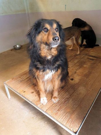 Goccia mix Bovaro del Bernese - Foto 3