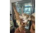 VENDESI AVVIATISSIMA GELATERIA IL GELATO PIÙ BUONO E GRANDE DI TORINO
