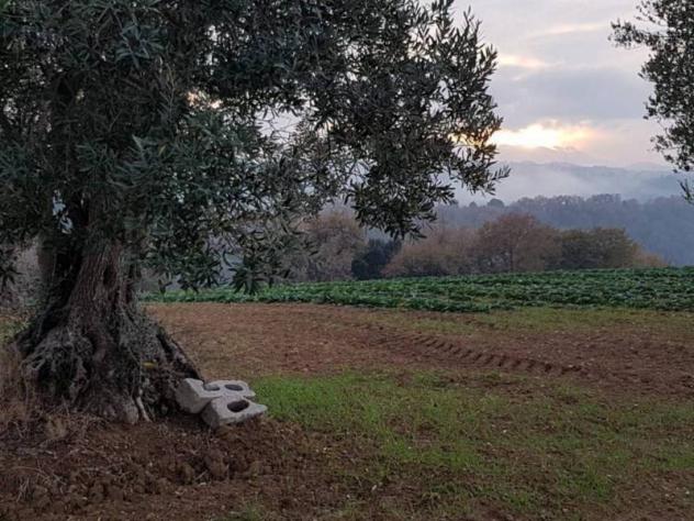 Agricolo in vendita a Cupra Marittima - Foto 8