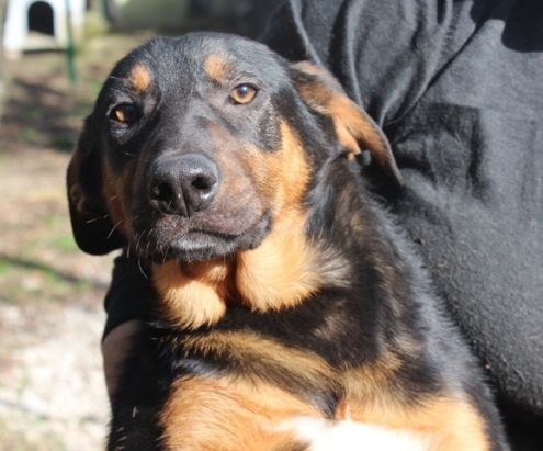 MARILYN, splendida cucciolona - Foto 4