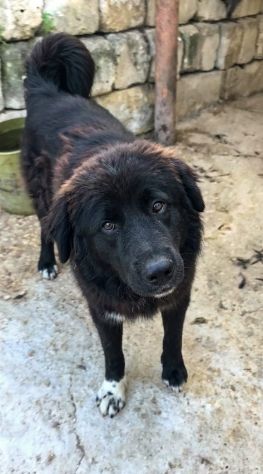 IL MERAVIGLIOSO LEONE IN CERCA DI UNA FAMIGLIA - Foto 4