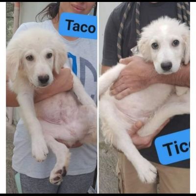 TICO E TACO MERAVIGLIE DI CUCCIOLI IN ADOZIONE