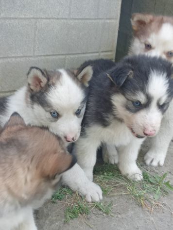 Cuccioli di Siberian husky