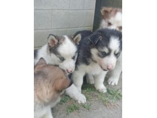 Cuccioli di Siberian husky