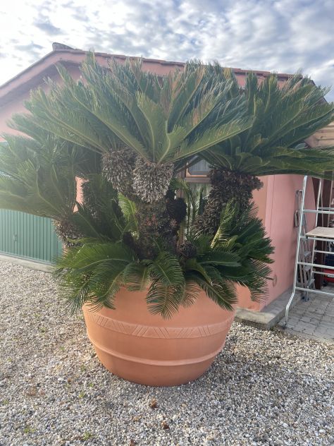 Grande Cycas Revoluta ornamentale adulta - Foto 8
