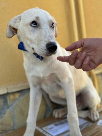 SPUGNA CUCCIOLO IN ADOZIONE - Foto 5