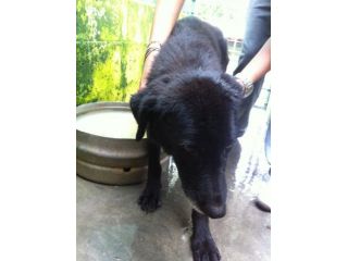 VENICE, dolce mix labrador