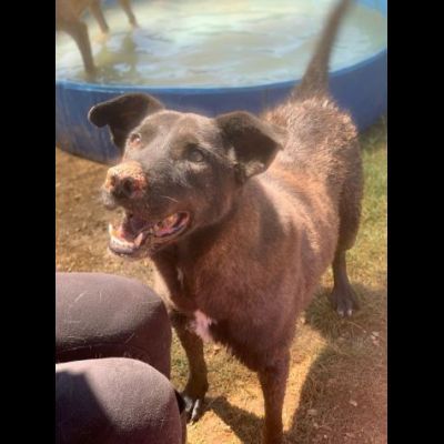 L' ESASPERAZIONE DI LEO, SIMIL LABRADOR, CANE IN ADOZIONE - Foto 8
