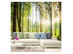 Fotomurale Adesivo Nella Foresta Illuminata Arredalacasa