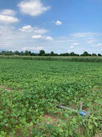 Terreno agricolo di 6805 mq in MORIAGO DELLA BATTAGLIA - - Foto 3