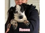 MAURA VARCO ROSEA DOLCISSIMI CUCCIOLI IN ADOZIONE