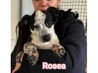 MAURA VARCO ROSEA DOLCISSIMI CUCCIOLI IN ADOZIONE