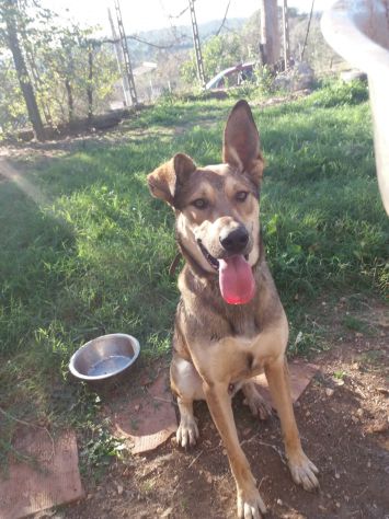 AUGUSTO, tenero cucciolotto - Foto 4